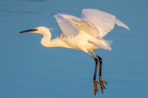 Egret taking flight