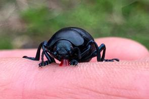 Bloody nosed beetle secreting red fluid on a finger