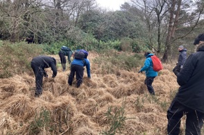 Volunteers searching for harvest mouse nests in the grass