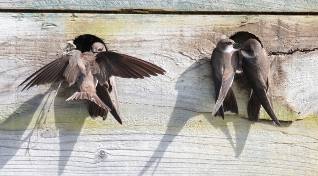 2 pairs of Sand martins perched on holes