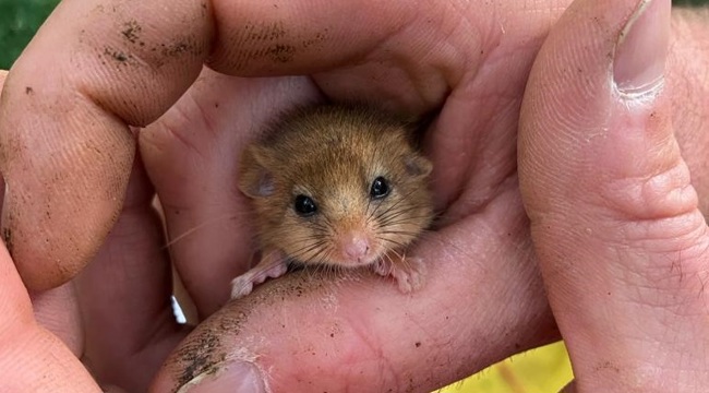 A dormouse held under licence 