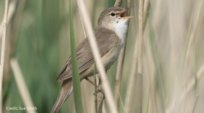 Bird Ringing Breakthrough: East Devon Warbler Rediscovered in Africa