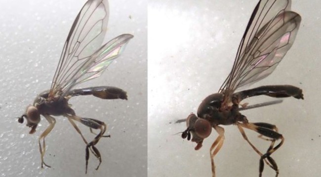 Hoverfly, Sphegina limbipennis 