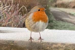 Robin perched on a frosty fence