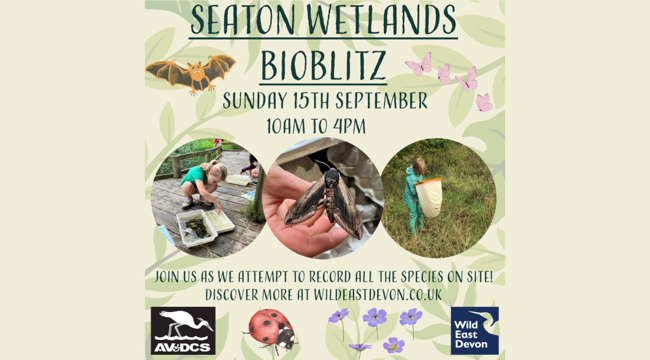 Seaton Wetlands BioBlitz