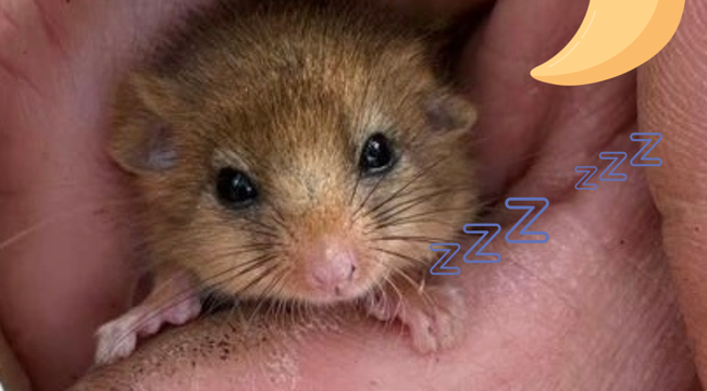 Dormouse at Knapp Copse Nature Reserve photographed during licensed activities