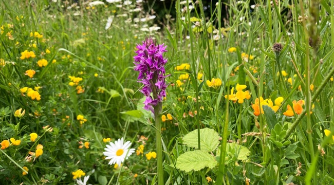 Delderfield Community Nature Reserve