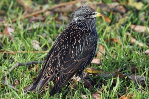 A starling on grass