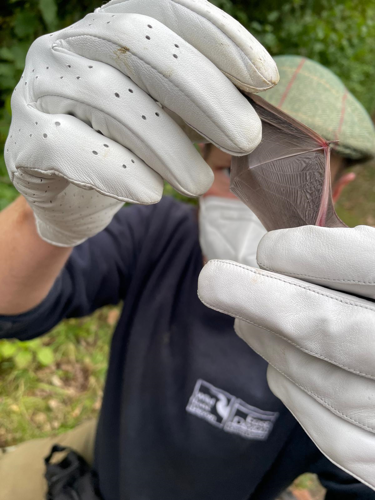 Ben inspecting wing - handled under licence