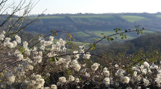 Views from Knapp Copse to the far side of the Roncombe Valley