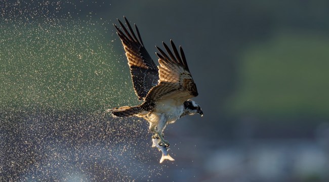 Osprey at Seaton Wetlands