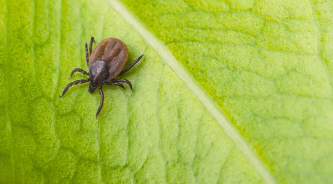 Tick, credit: UK Health Security Agency