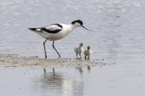 Avocet with Chicks credit: Sue Smith