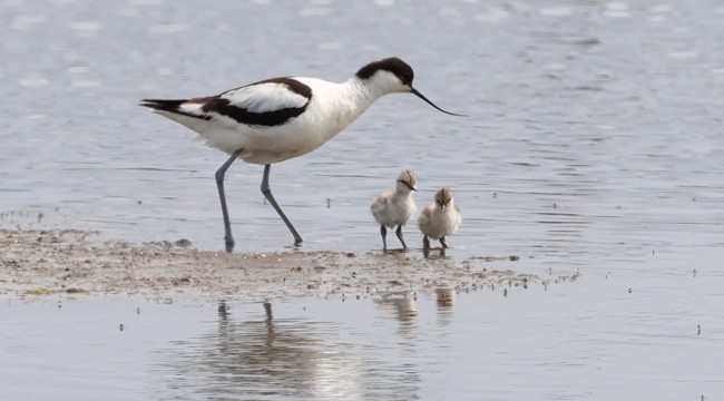 An adult avocet with it's two freshly hatched chicks sheltering beneath them. 