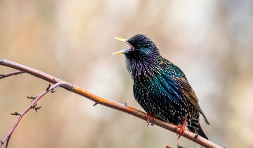 Starling