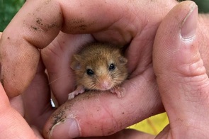 A dormouse in a hand