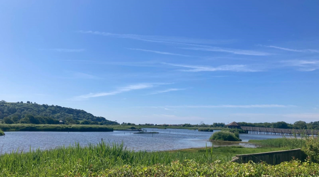 Seaton Wetlands in the Summer