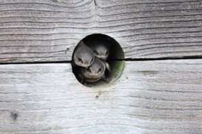 Sand Martin chicks popping out of a nest