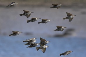  A flock of starlings