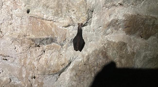 A bat hangs in a cave