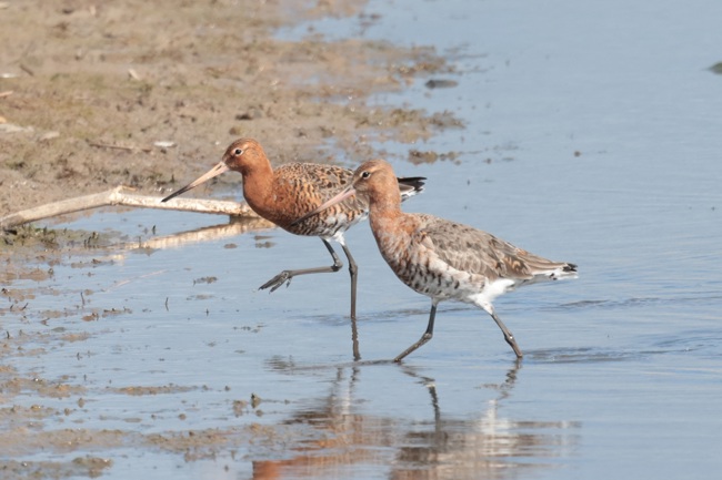 Black Tailed Godwits at Seaton Wetlands