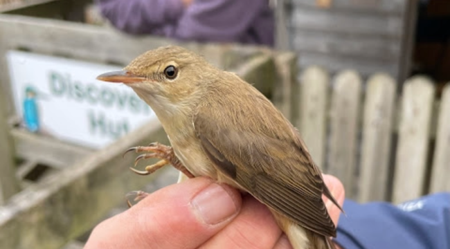10 years old Reed Warbler