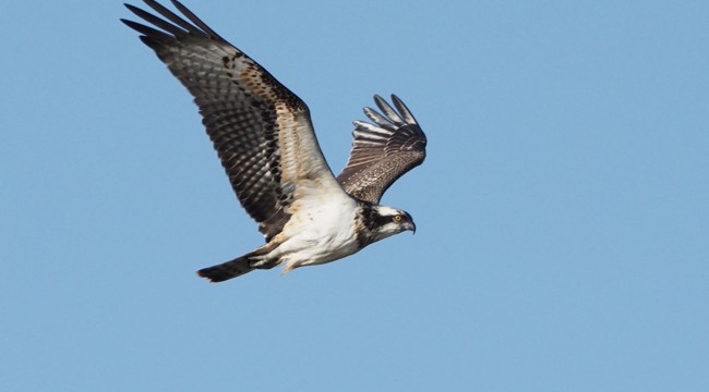 Record Osprey numbers at Seaton Wetlands. Photo credit: Sue Smith