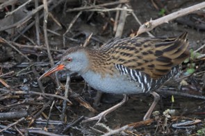 A water rail moving through the undergrowth
