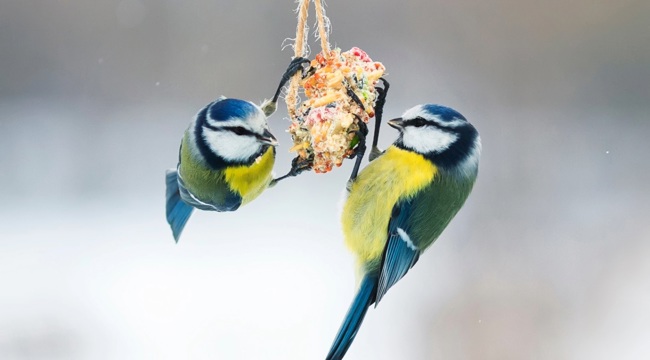 Two blue tits feeding