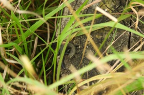 Common Lizard hiding in the undergrowth